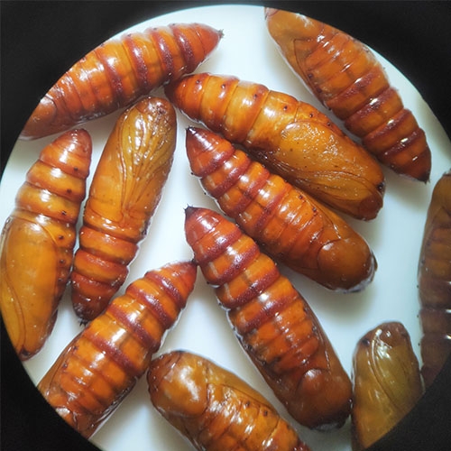 科云® 實(shí)驗(yàn)昆蟲——甜菜夜蛾