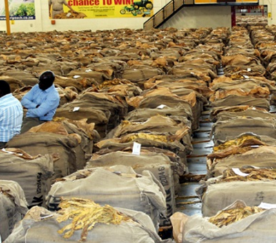 煙草制品 歷史、健康影響與現代管制